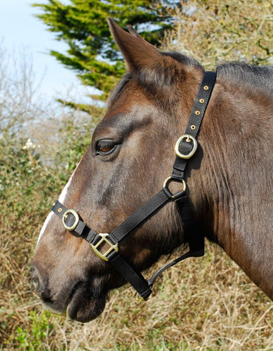 Rhinegold Nylon Headcollar